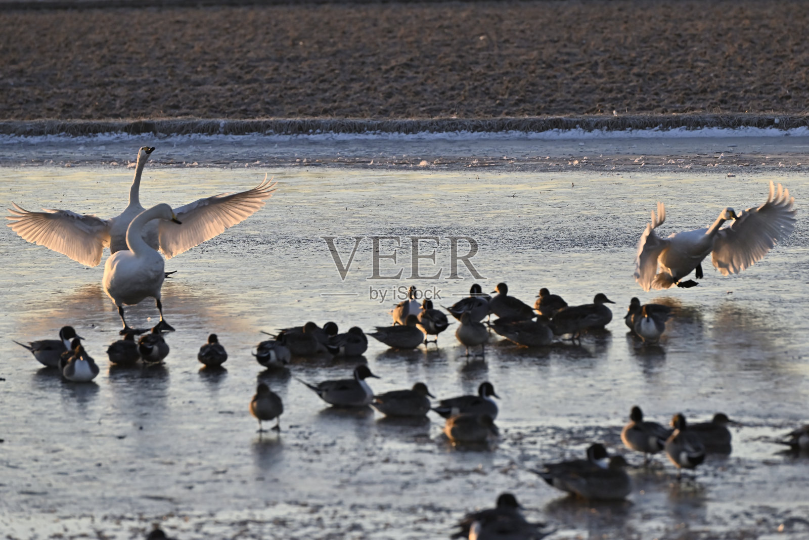天鹅的到来，宇都宫，枥木照片摄影图片