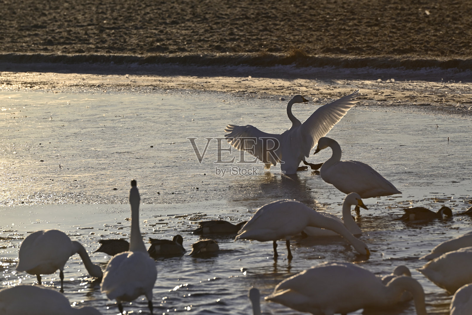 天鹅的到来，宇都宫，枥木照片摄影图片