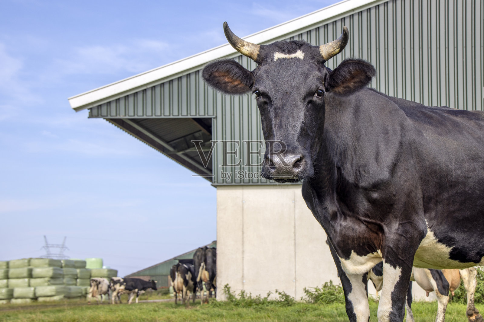牛和谷仓，黑白相间的站着，风景中有长角的牛，看着镜头和蓝天照片摄影图片
