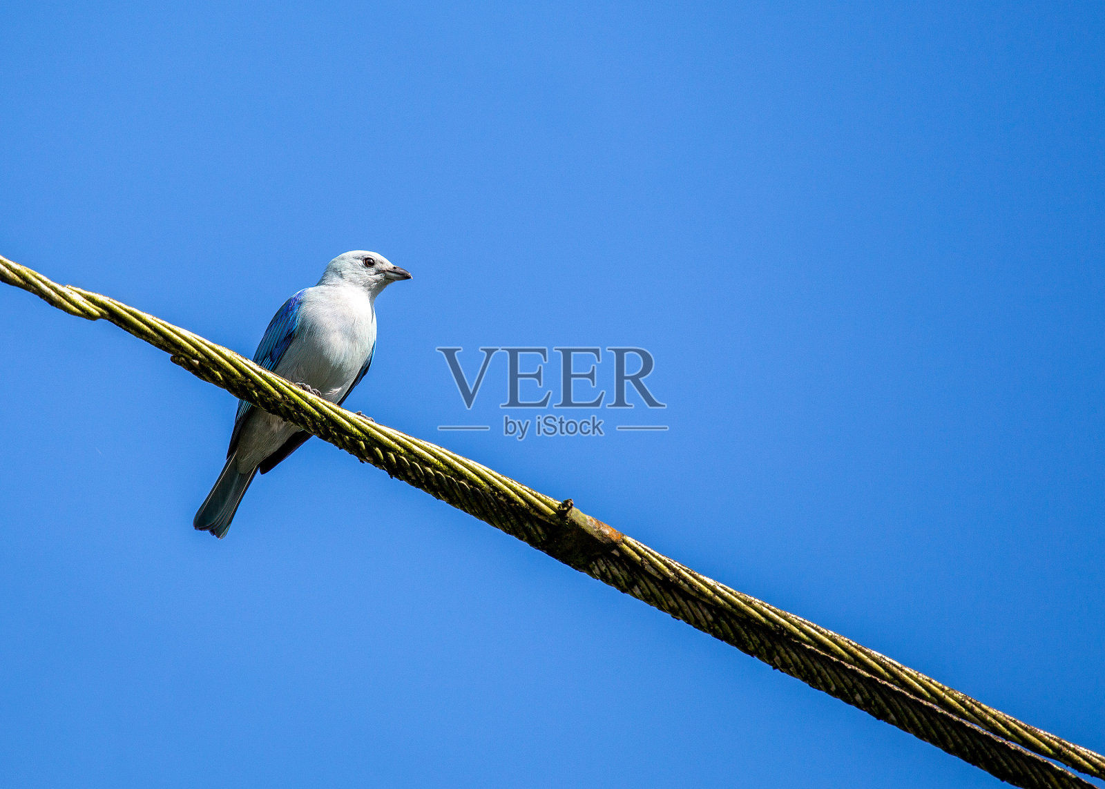 蓝灰色Tanager (Thraupis episcopus)在室外有斑点照片摄影图片