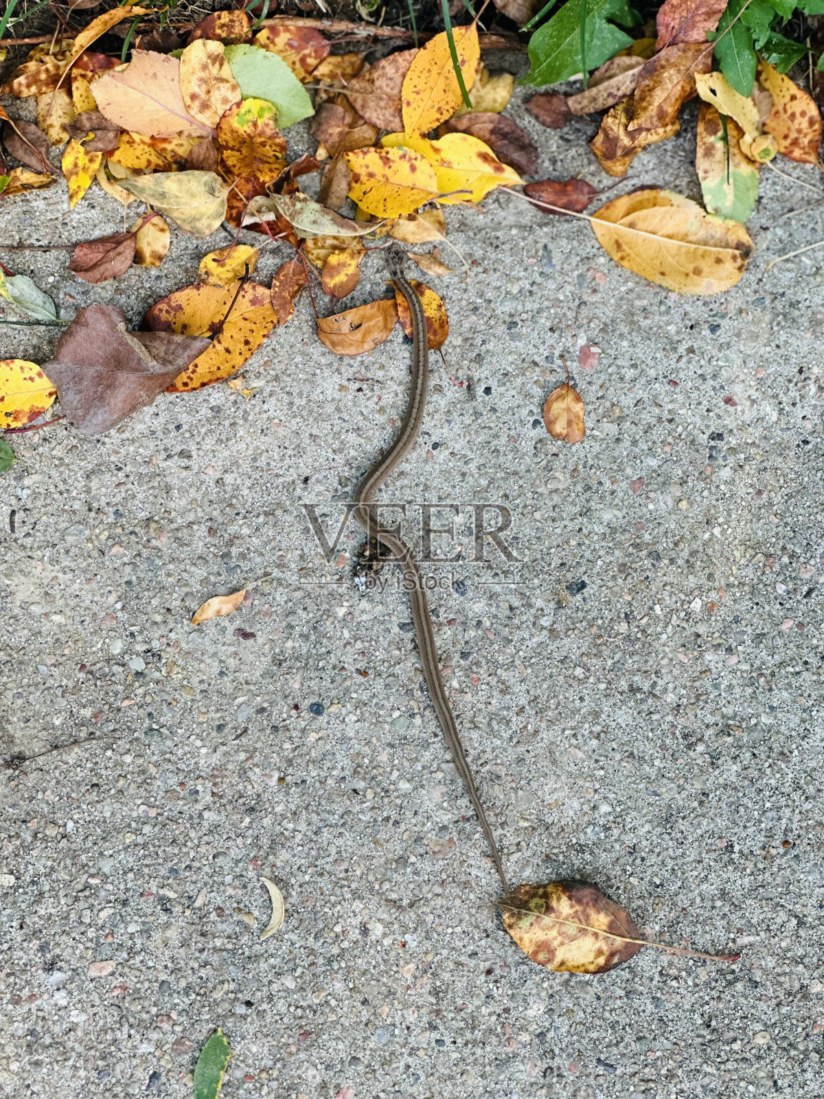 蛇宝宝照片摄影图片