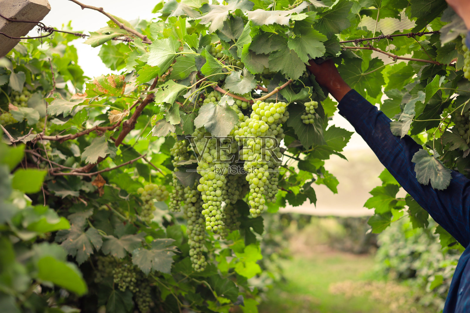 挂在树枝上的葡萄特写。挂葡萄。葡萄种植。葡萄农场。美味的绿葡萄串挂在树枝上。葡萄。选择性聚焦在主题上。照片摄影图片