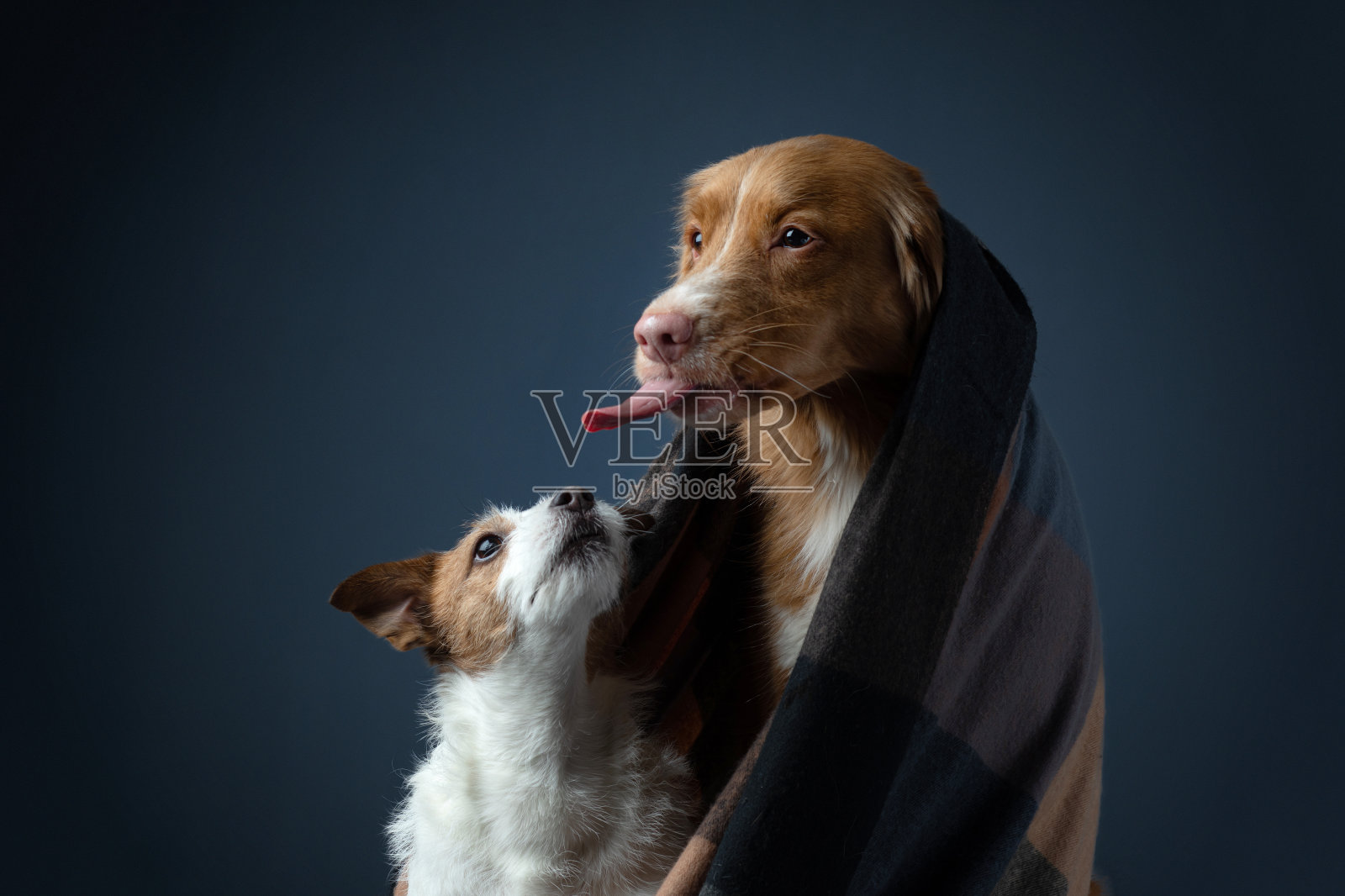 狗舔嘴唇。新斯科舍省鸭鸣猎犬和杰克罗素梗在一起照片摄影图片