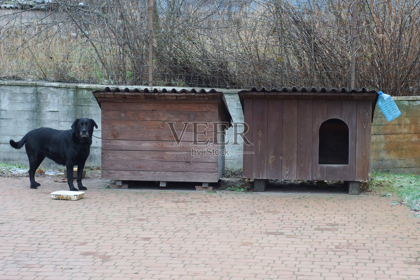 人行道上有两个棕色的木制狗屋和一只黑色的大狗照片摄影图片