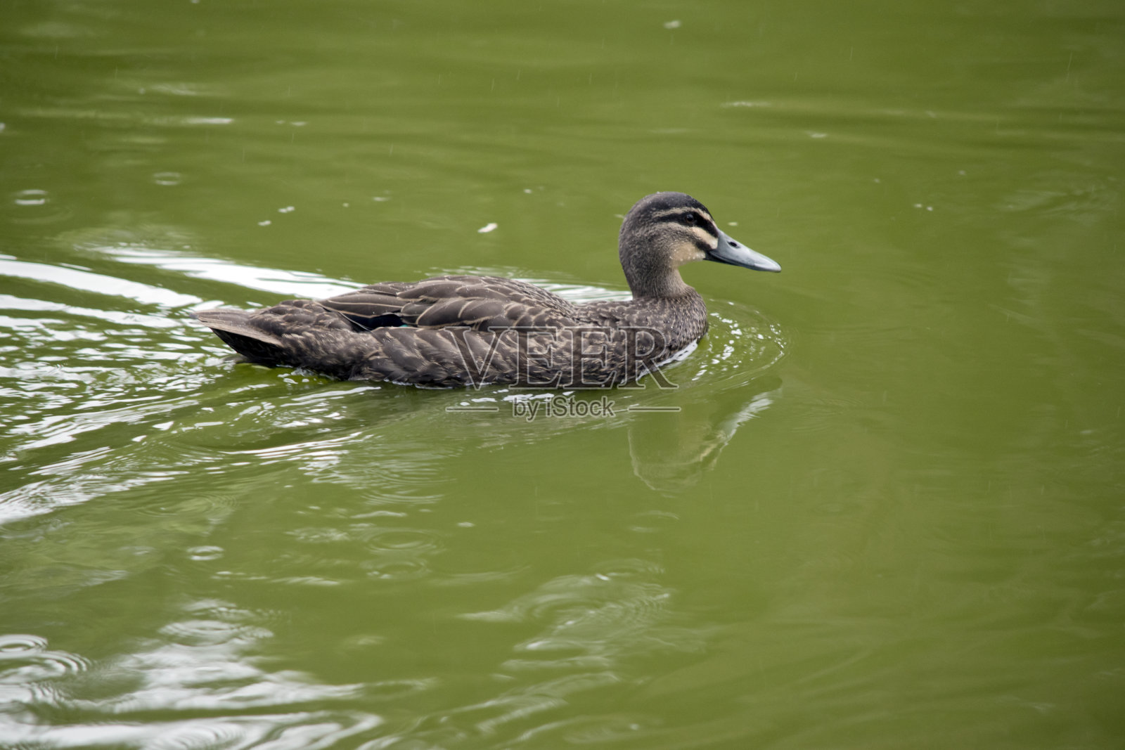 太平洋黑鸭正在湖里游泳照片摄影图片