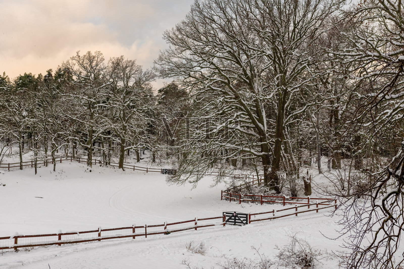 冬天。在霜冻的日子里，森林里的树木、木栅栏和森林小径被雪覆盖着。多云的天空。照片摄影图片