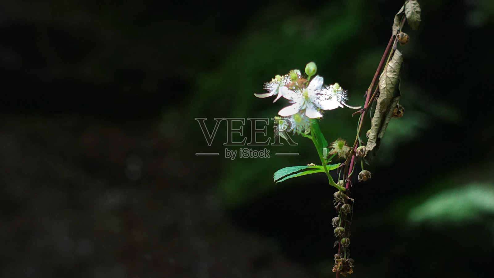 大烟山国家公园里美丽的野花。田纳西。蓝岭山脉，北卡罗来纳州。阿巴拉契亚山脉。徒步旅行。好的观点。照片摄影图片