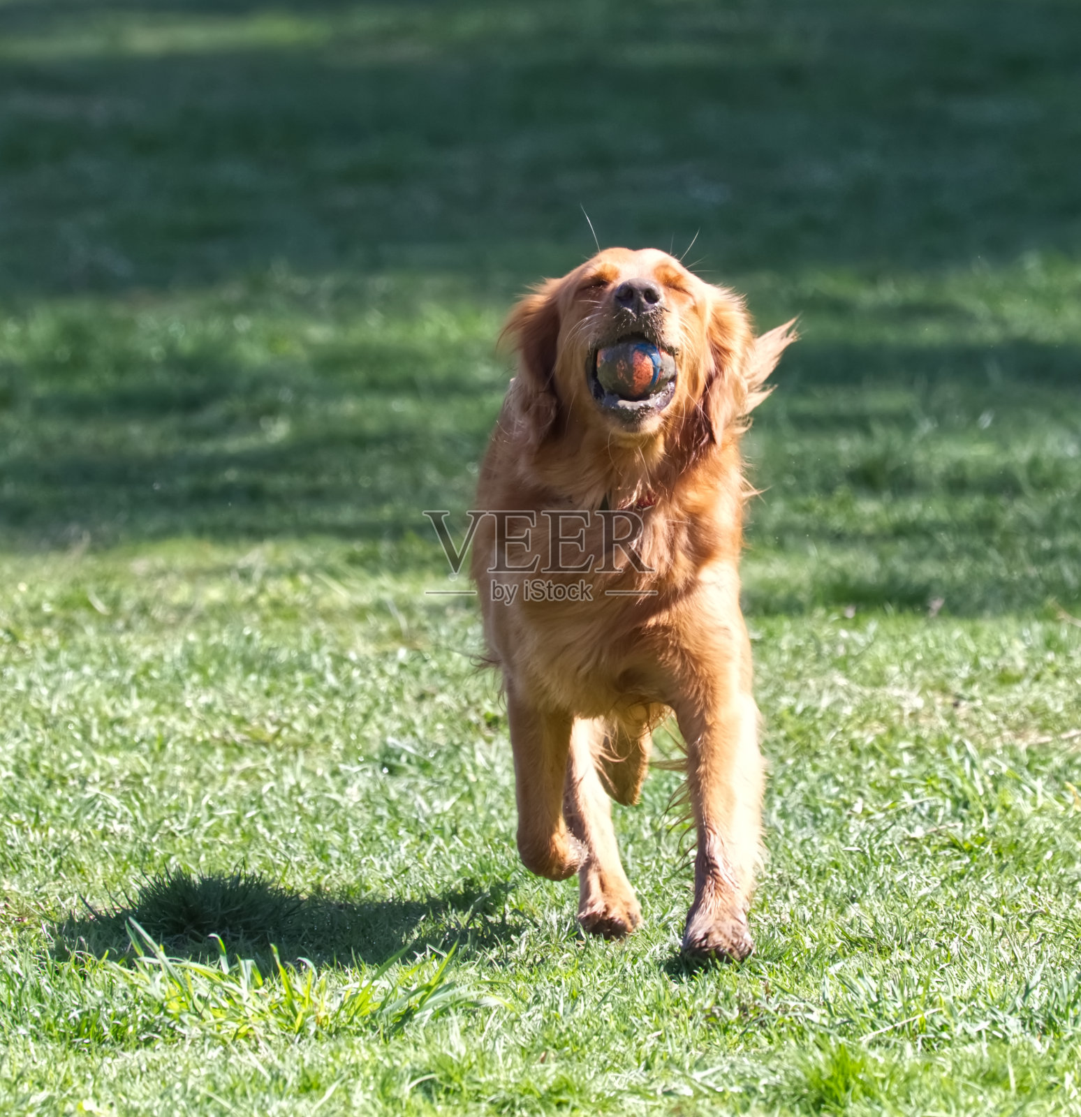 泥泞的狗照片摄影图片