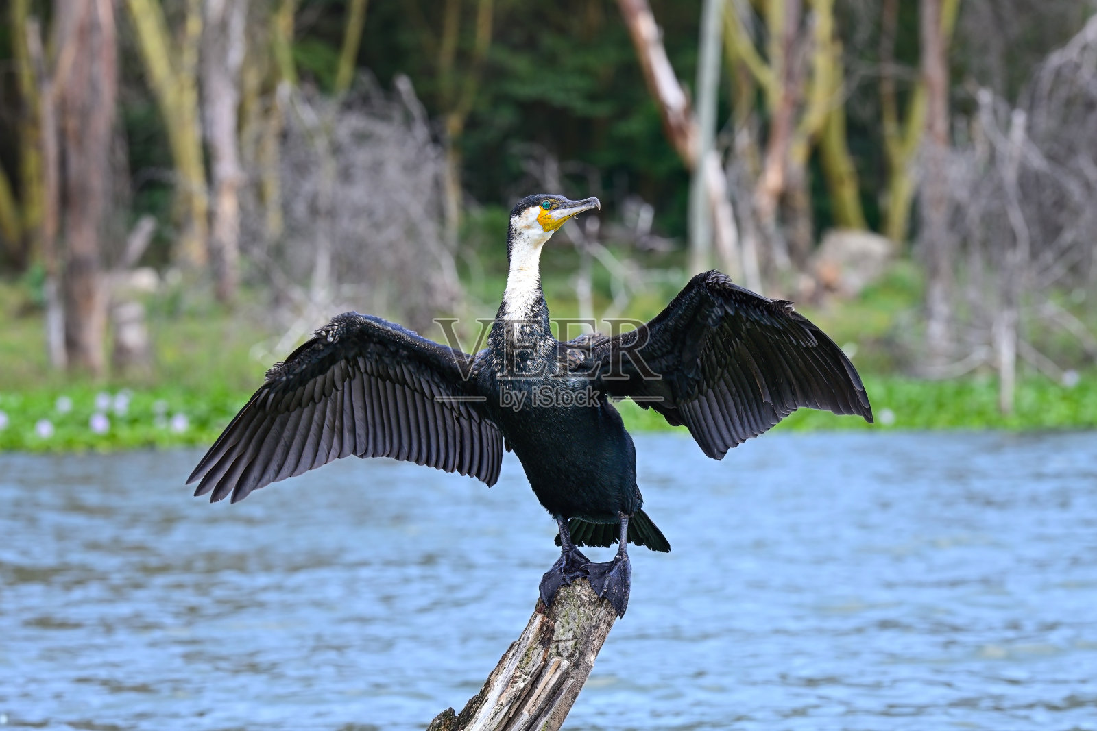 在肯尼亚奈瓦沙湖中央，一只鸬鹚坐在一棵干燥的树上晒翅膀照片摄影图片
