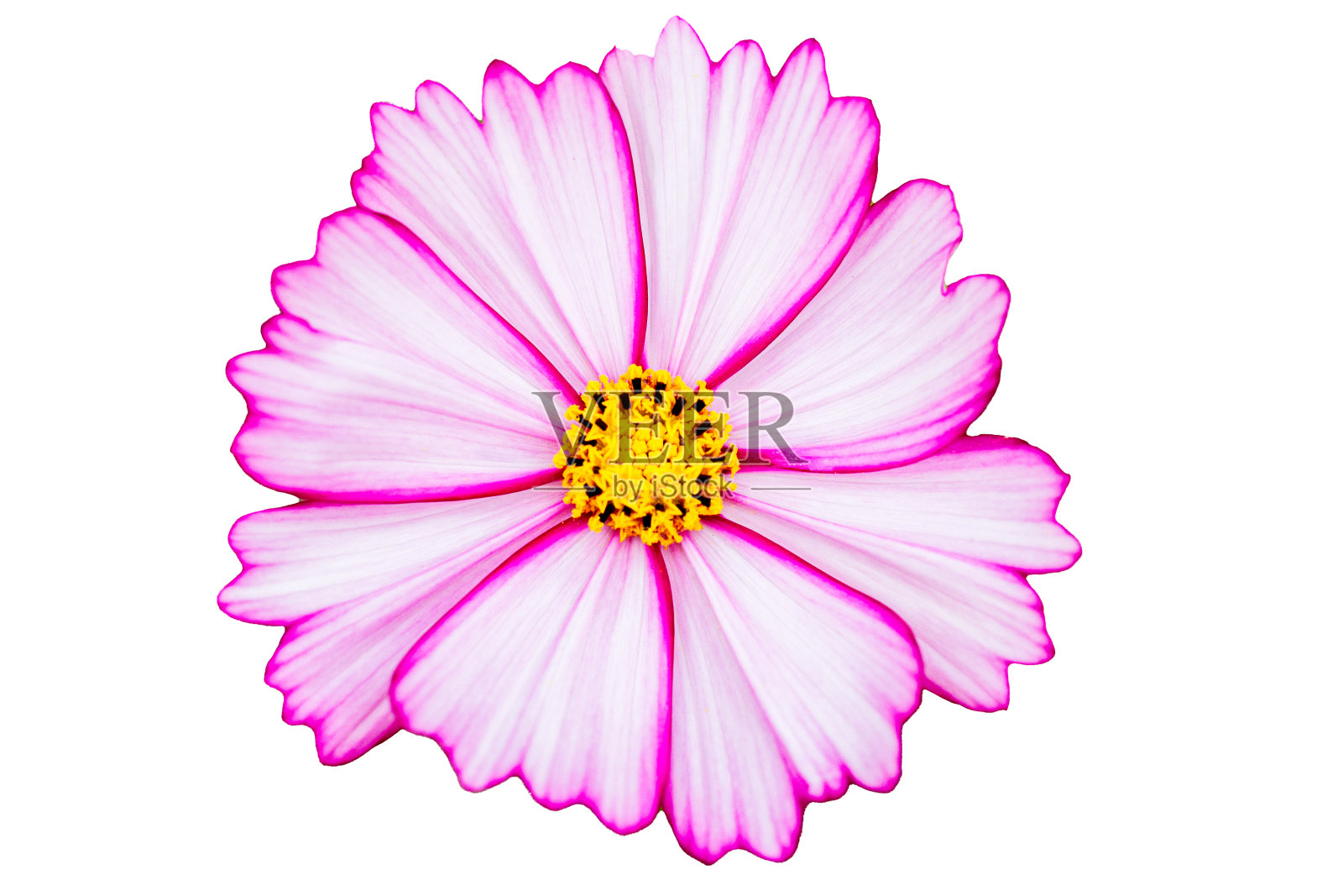 白色背景上孤立的粉红色宇宙花。照片摄影图片