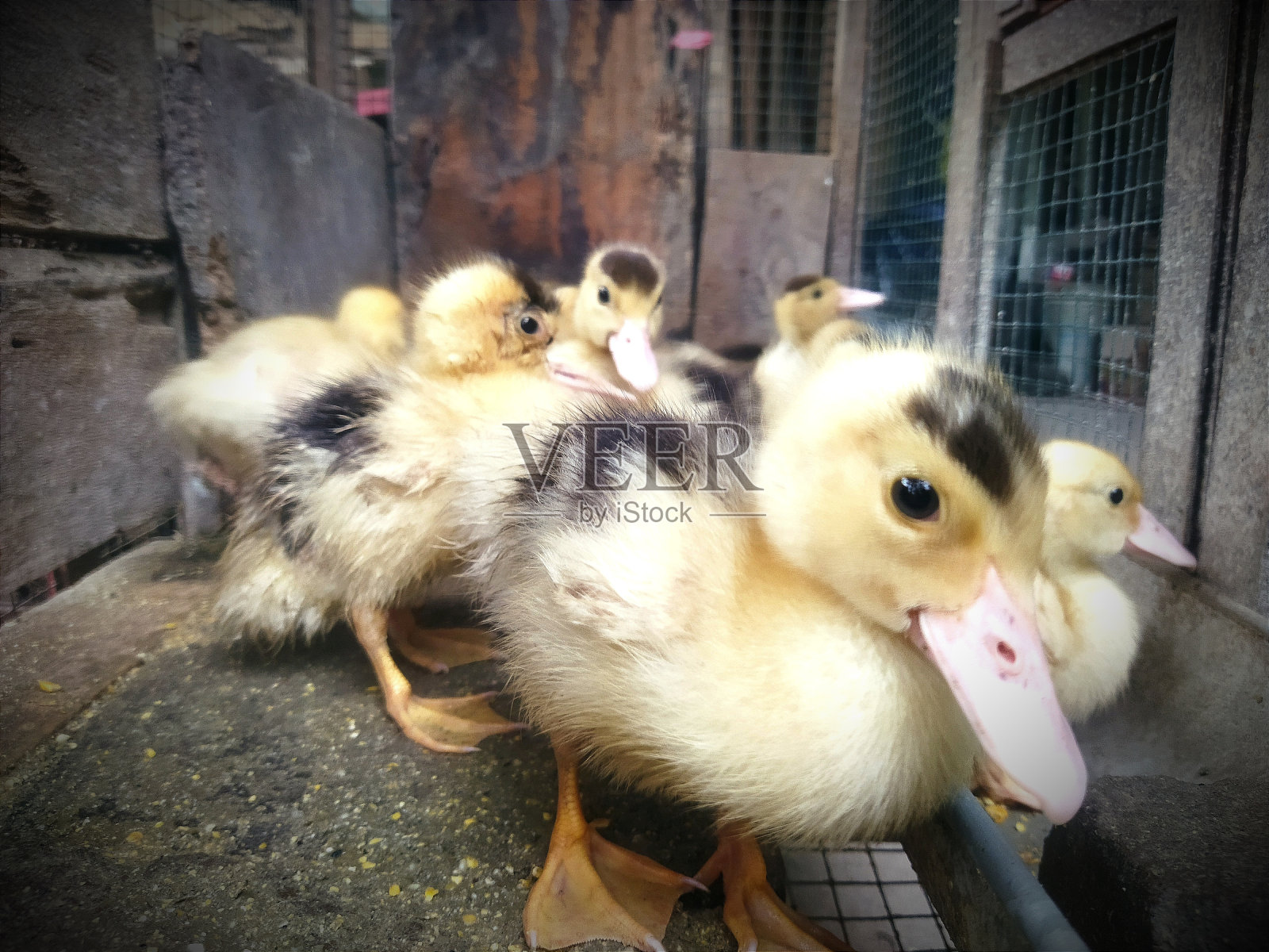 小鸭子在盒子里照片摄影图片