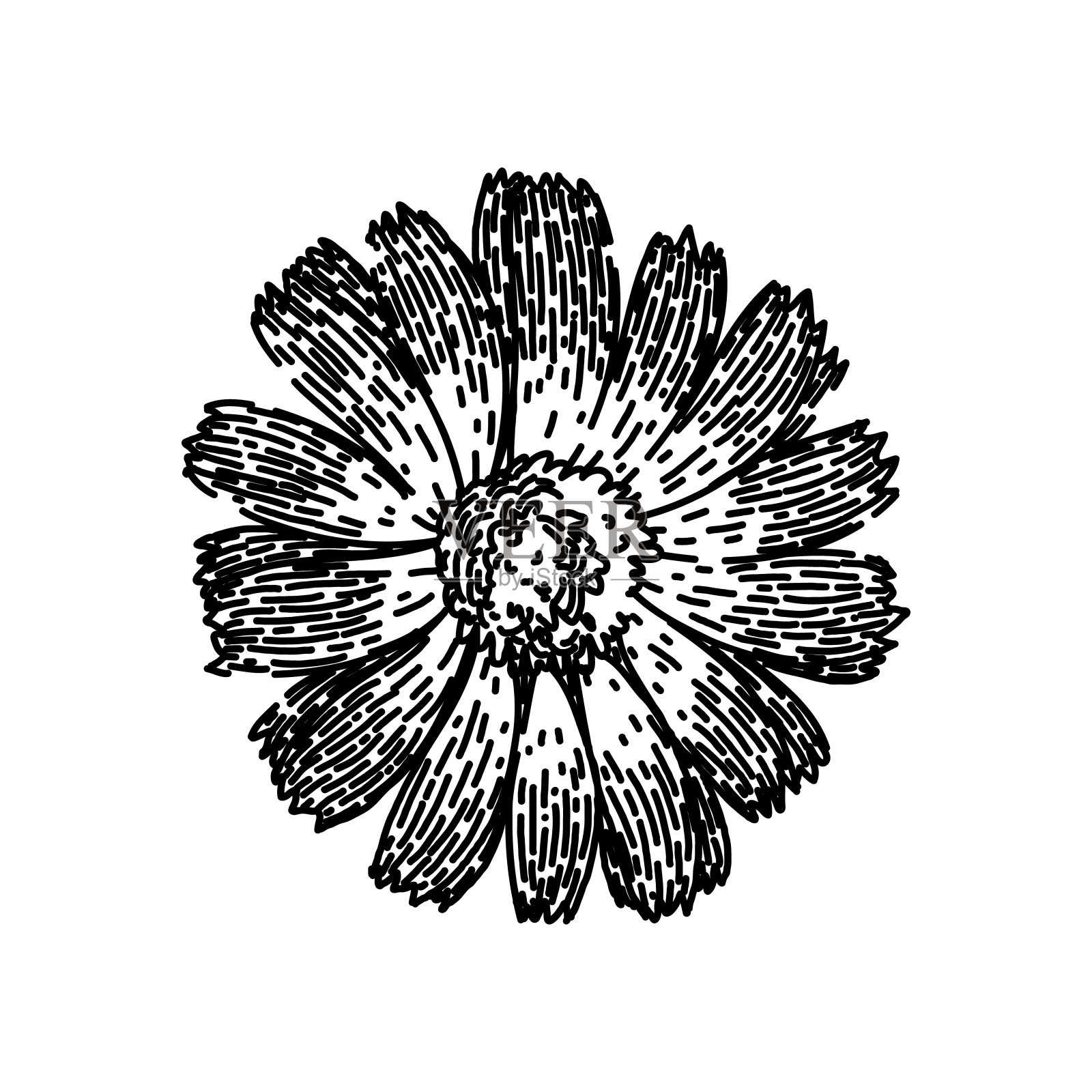 花金盏花素描手绘矢量插画图片素材