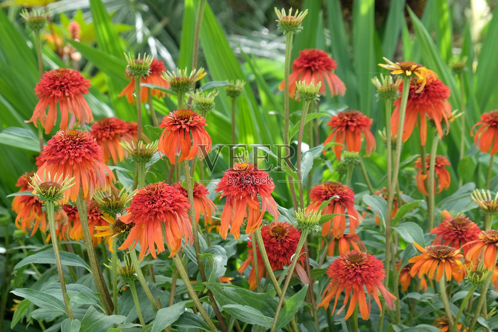 焦重瓣橙色，或球蓬形圆锥花紫锥菊'热木瓜'花照片摄影图片