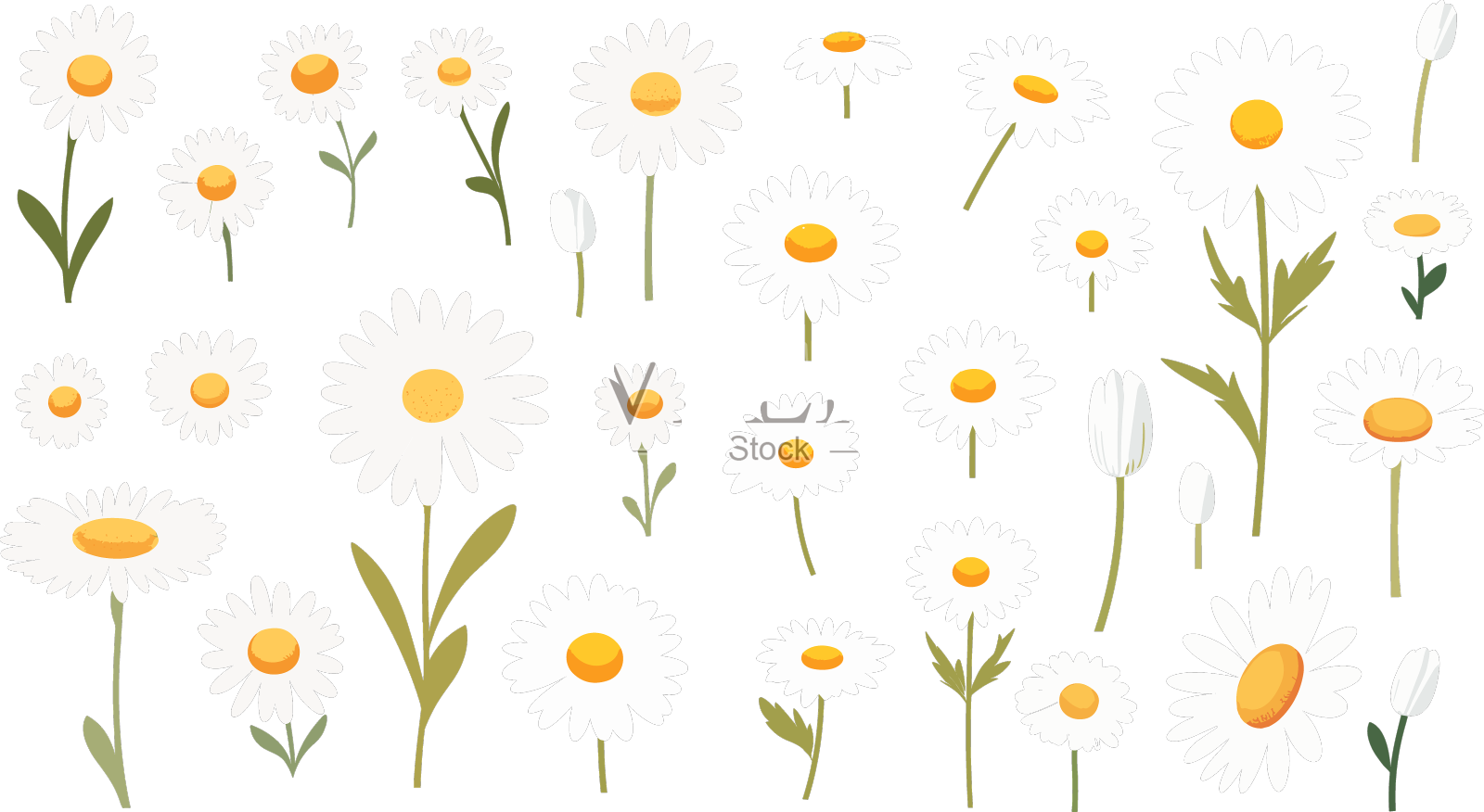 白色扁平洋甘菊花洋甘菊和雏菊设计元素图片