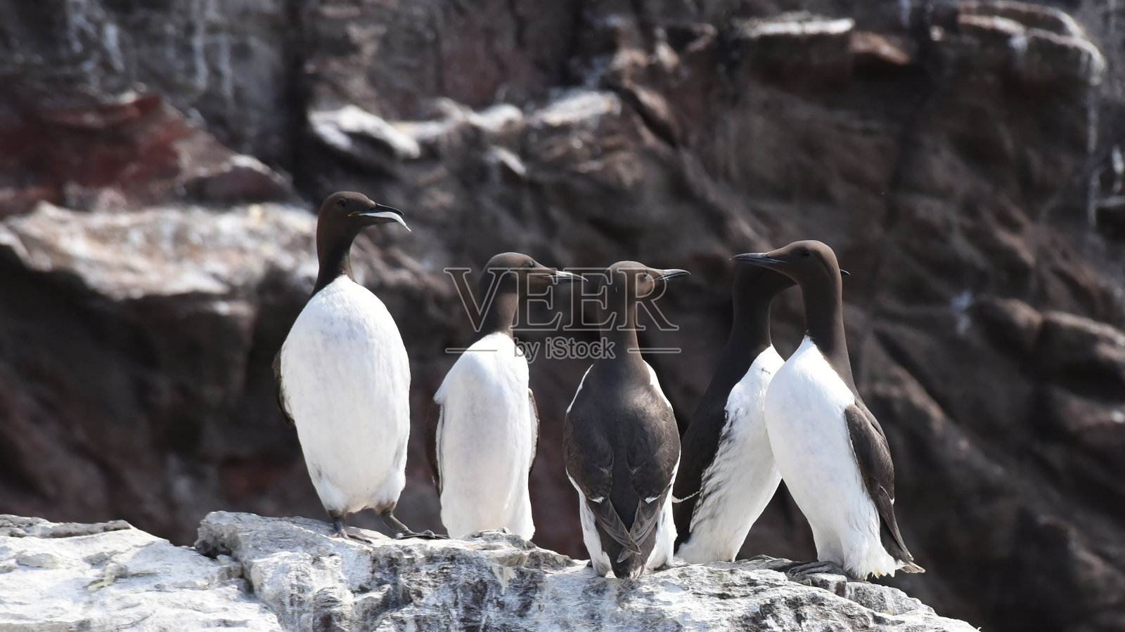 站在岩石上的普通海鸠或海鸠照片摄影图片