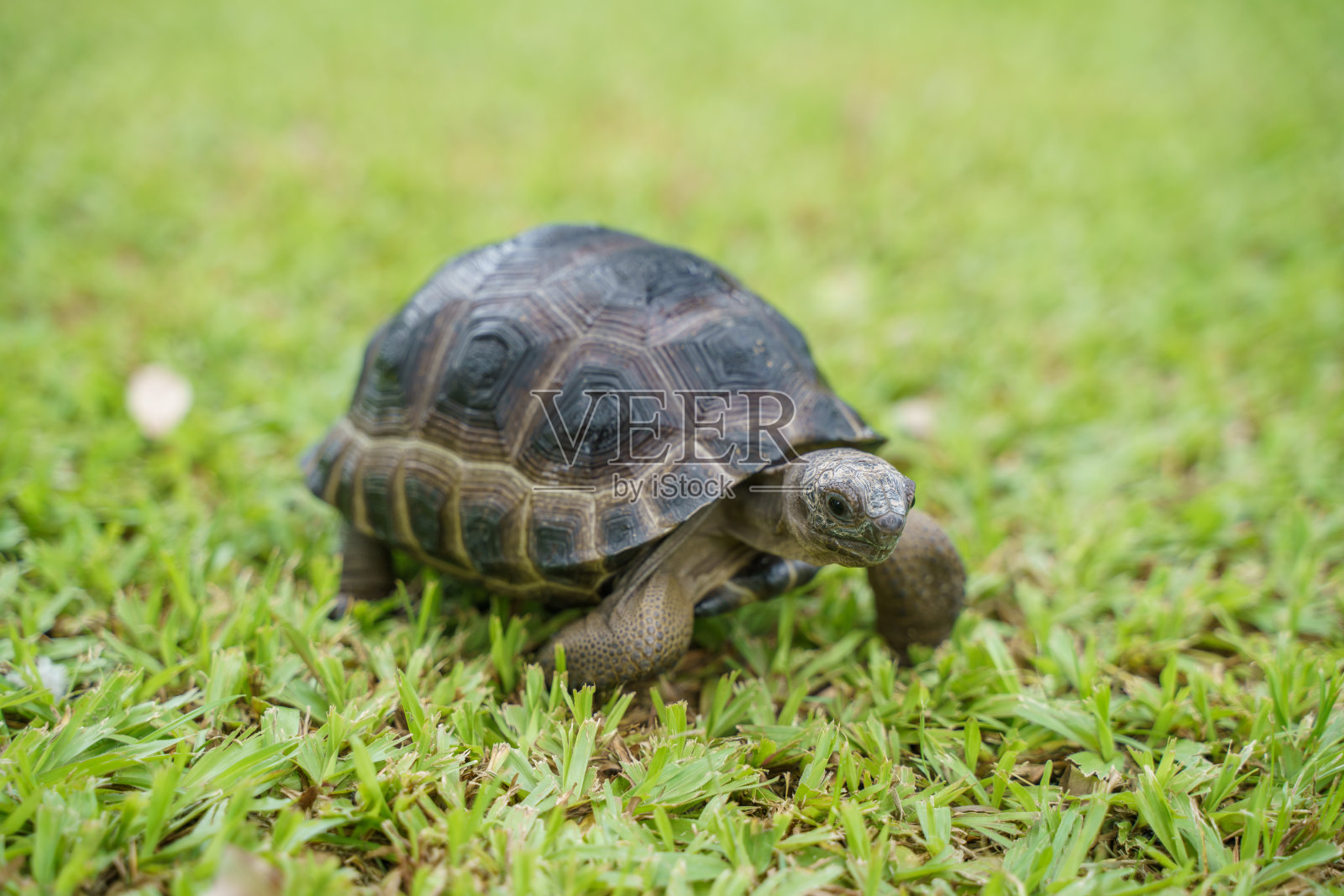 绿草坪上的亚达伯拉巨龟宝宝。它是世界上最大的陆龟之一。该物种是塞舌尔环礁的特有物种。照片摄影图片