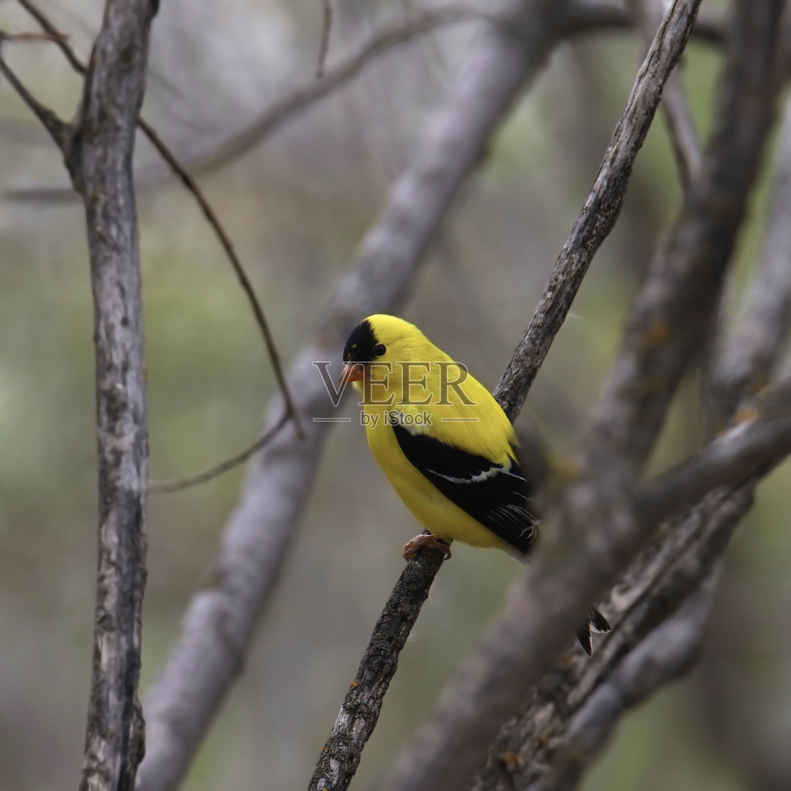 栖息在树上的美洲金翅雀(雄性)(spinus tristus)照片摄影图片