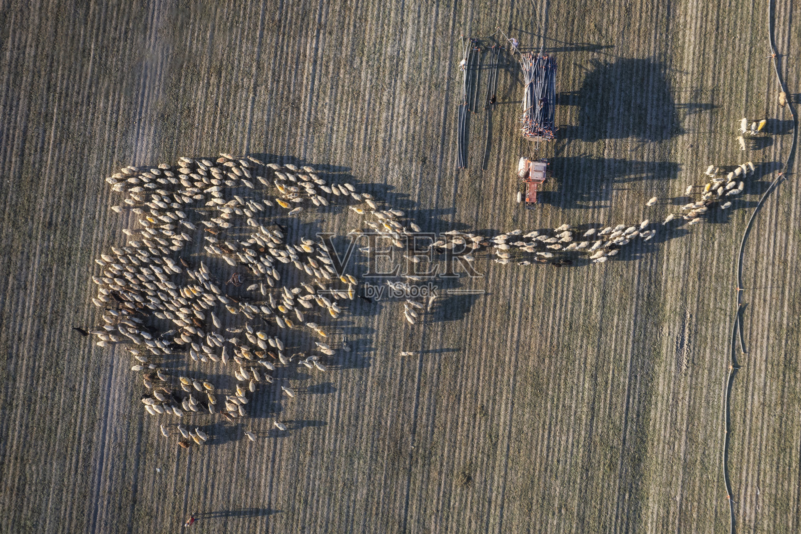 Sheeps_2照片摄影图片