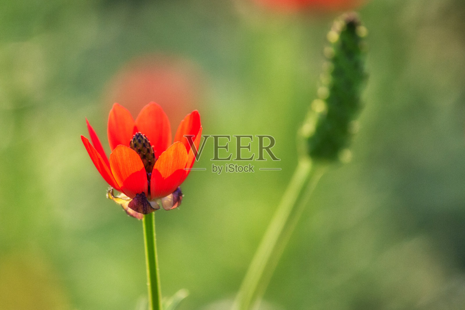 阿多尼斯flammea照片摄影图片