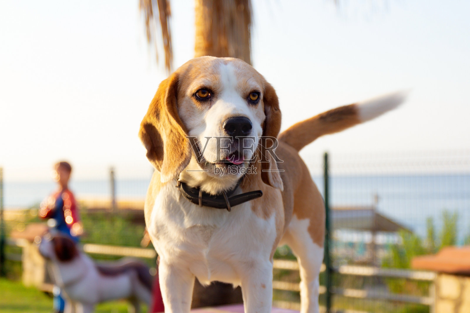 一只在公园散步的小猎犬的肖像。有趣可爱的小狗站在大海的背景下。关闭了。有选择性的重点。模糊的背景。照片摄影图片