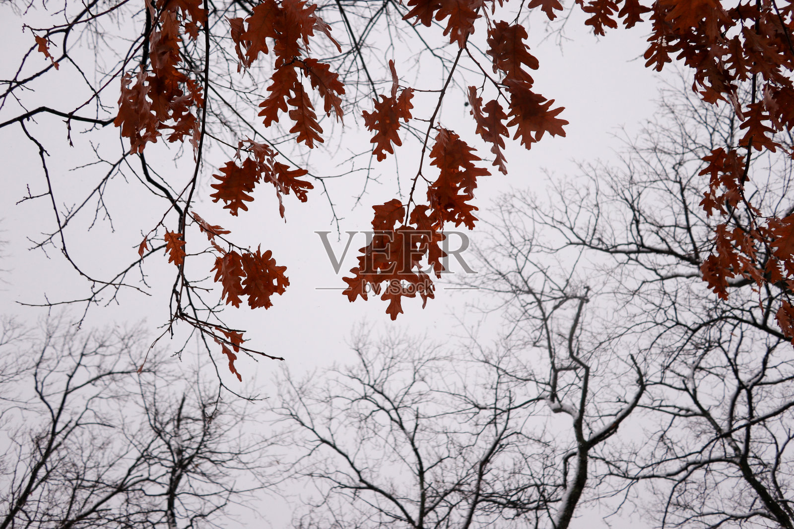 雪中的秋叶照片摄影图片