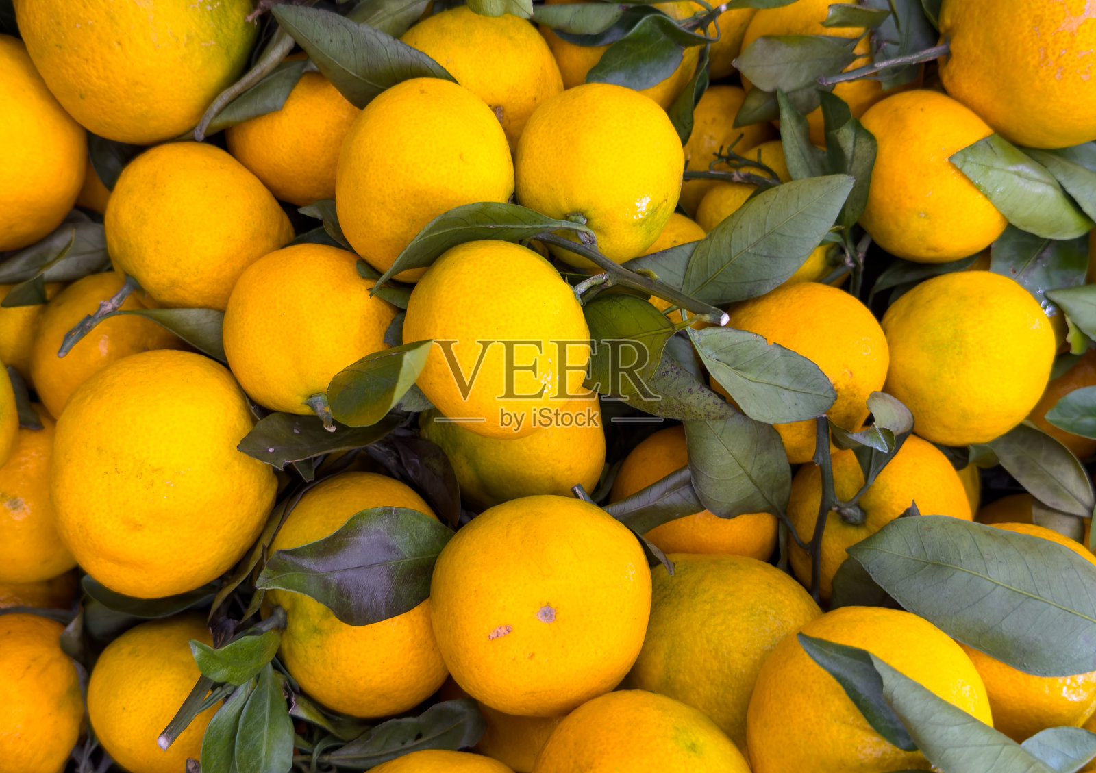 普通话配绿枝纹理背景。多汁新鲜的橘子。照片摄影图片