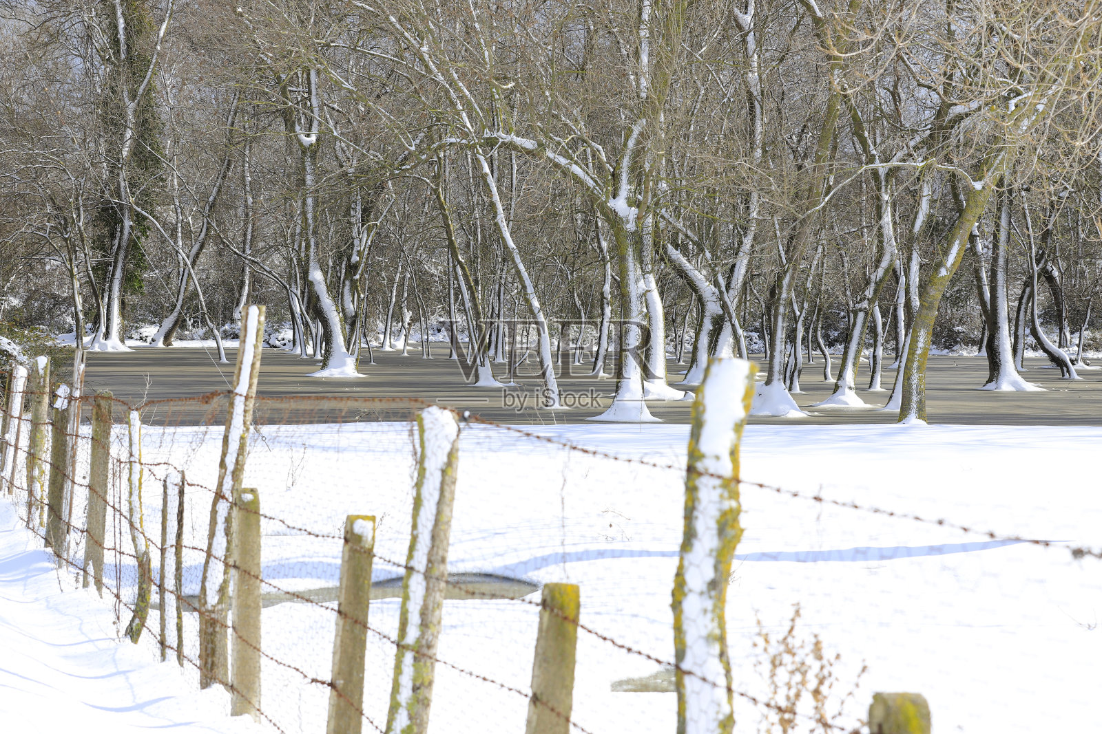 冬天的景象照片摄影图片