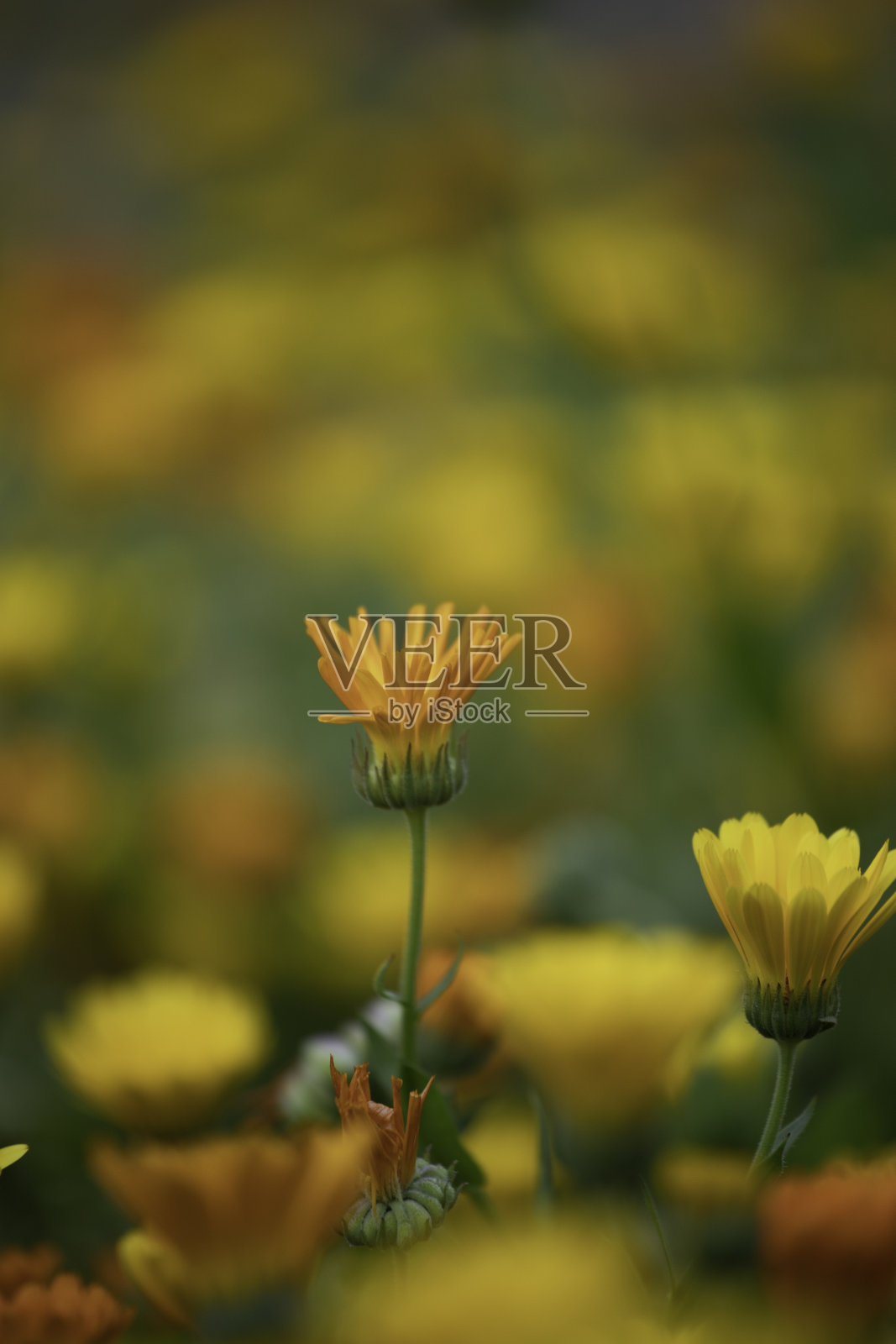 一朵橙色的万寿菊。鲜艳鲜艳的红色、橙色和黄色的万寿菊。自然背景，自然，美。照片摄影图片