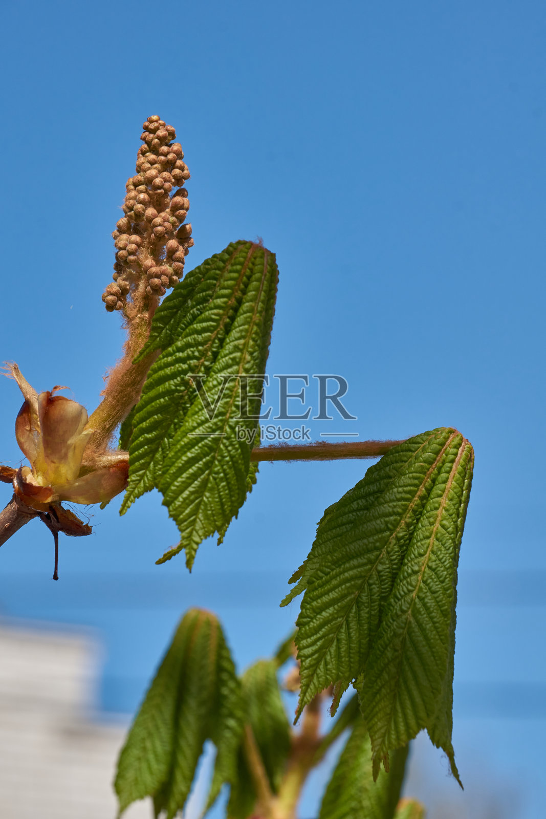 栗子花蕾绽放，花序出现。照片摄影图片