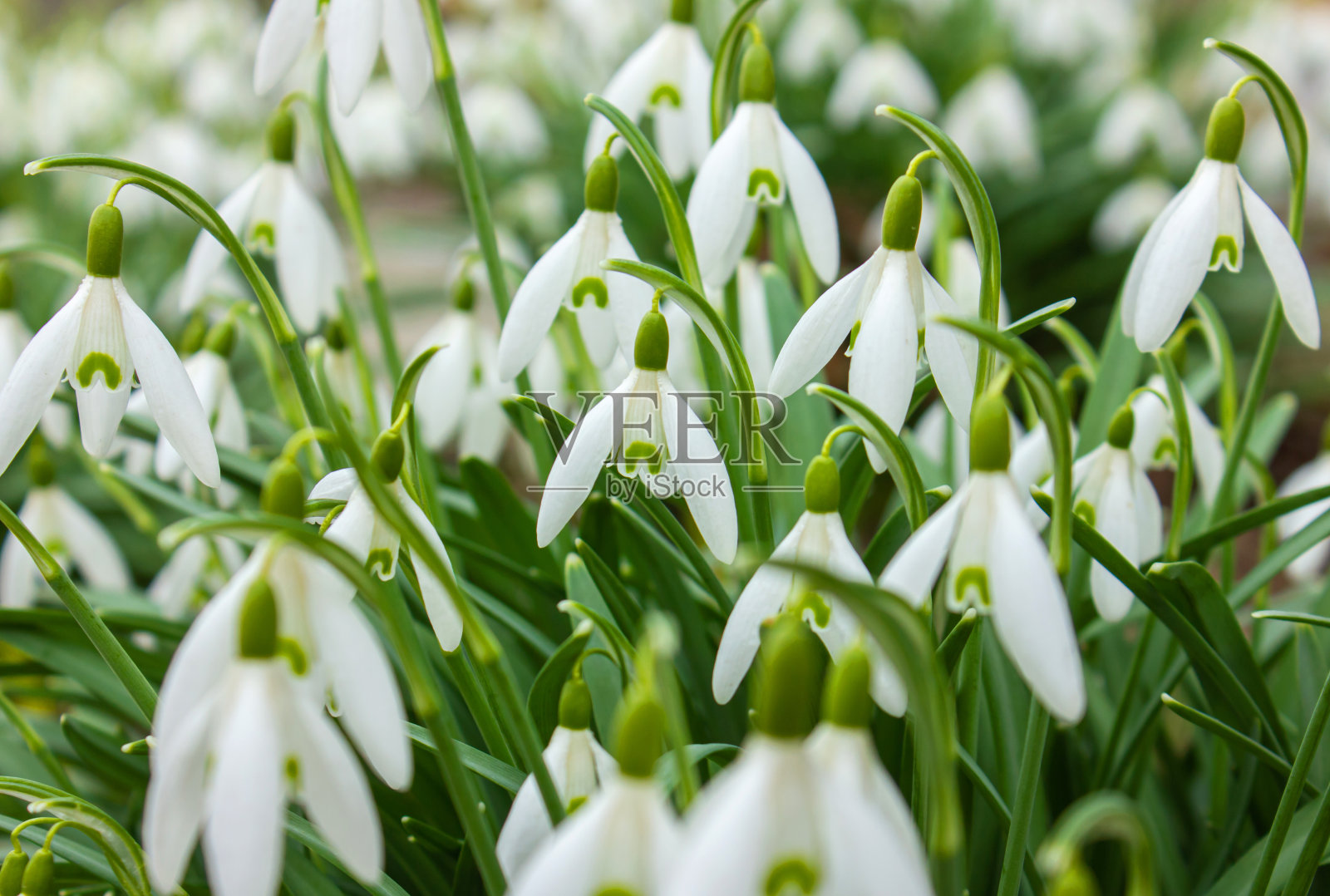 初春花开。春天的雪花莲花。照片摄影图片
