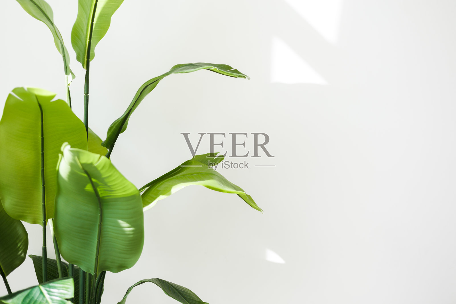 室内植物streelitia reginae的热带大绿叶特写，天堂鸟的叶子孤立在白色的墙壁背景上，阳光从窗户照射进来。家庭园艺。文本的复制空间。照片摄影图片