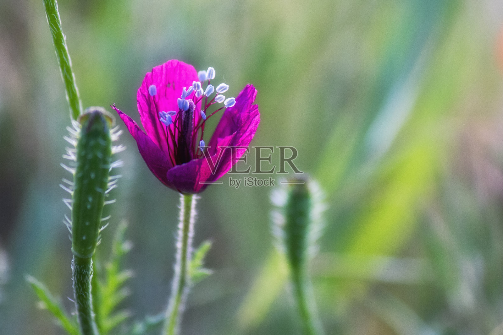 野蔷薇亚hybrida - Pıt Pıt otu照片摄影图片