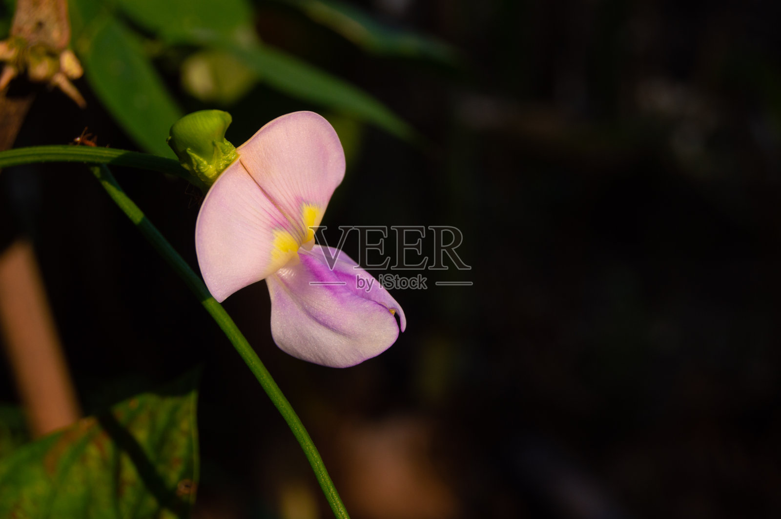 观赏长豆植物的花朵照片摄影图片