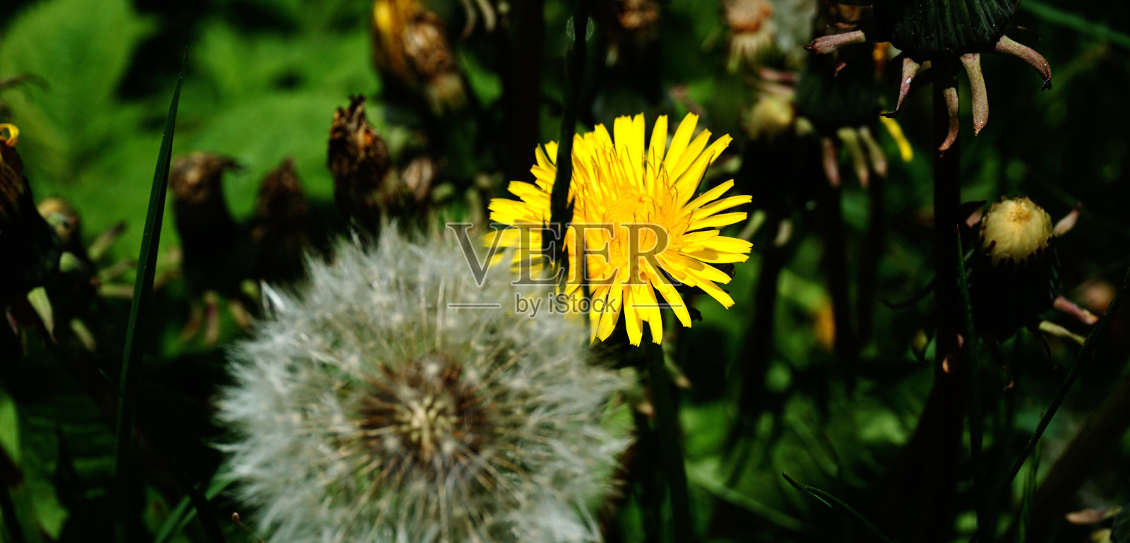 大烟山国家公园里美丽的野花。田纳西。蓝岭山脉，北卡罗来纳州。阿巴拉契亚山脉。徒步旅行。好的观点。照片摄影图片