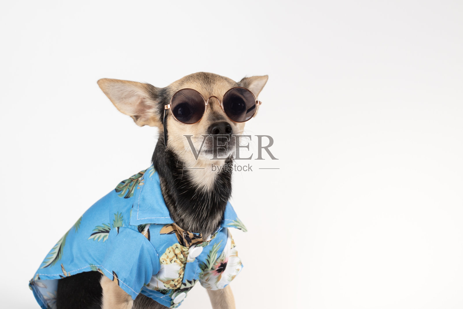 宠物时尚，戴着太阳镜和夏天t恤的小狗，白色背景照片摄影图片