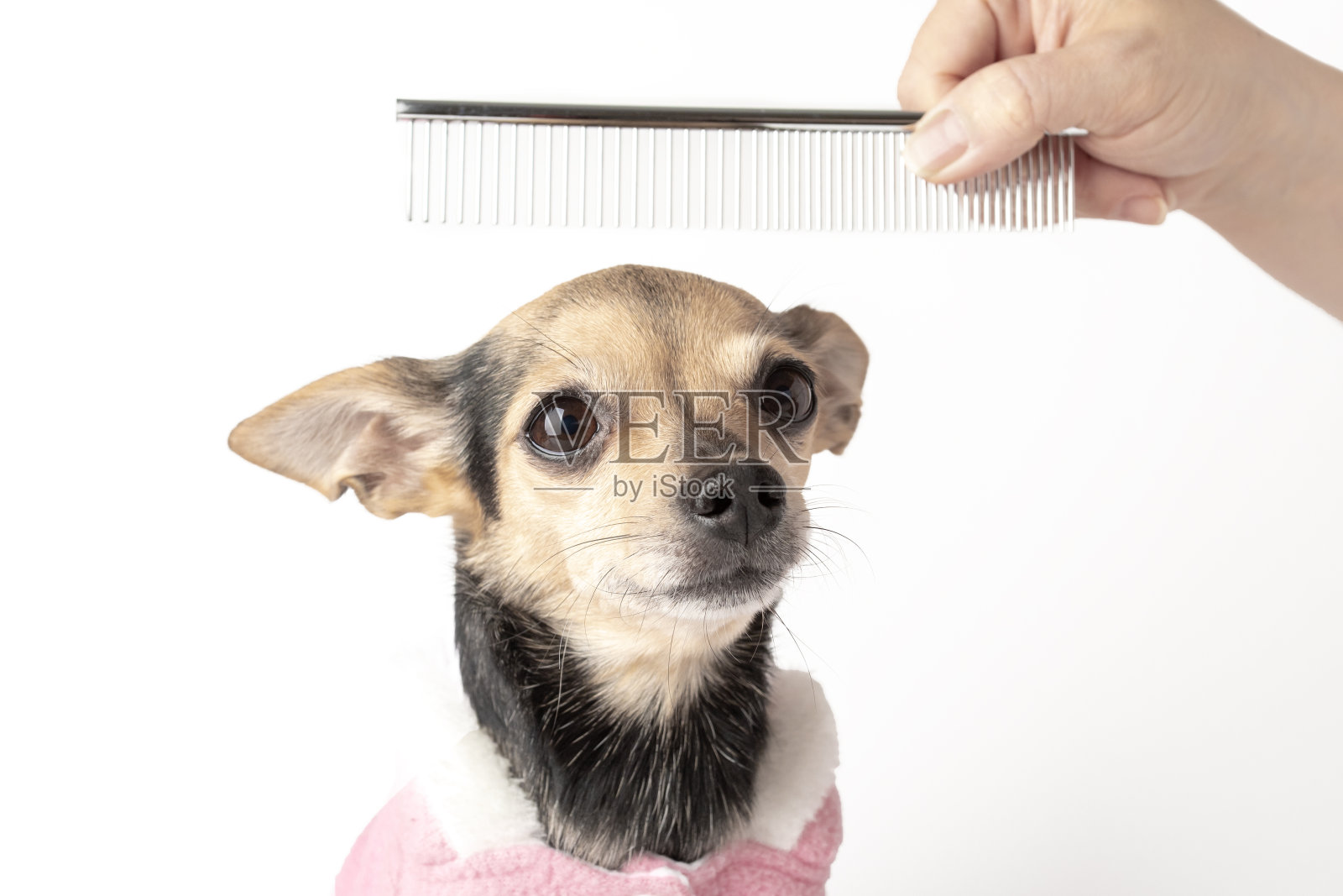 美容师用梳子梳理狗，白色背景照片摄影图片