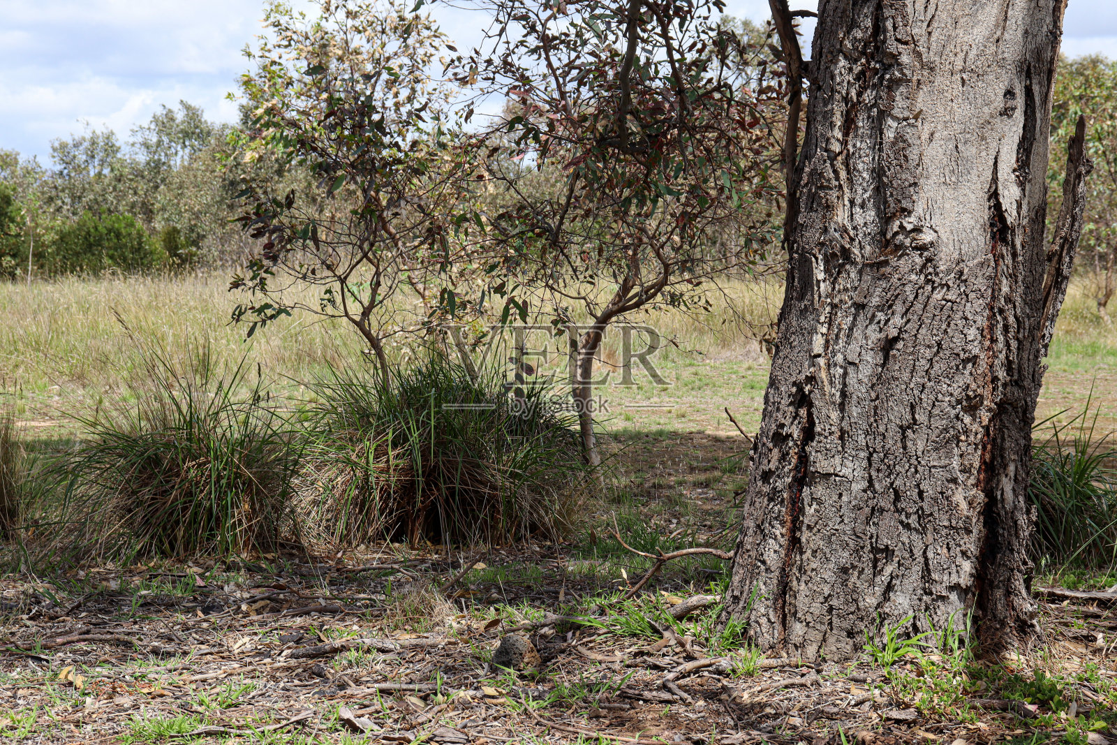 澳大利亚草原上的桉树树干照片摄影图片