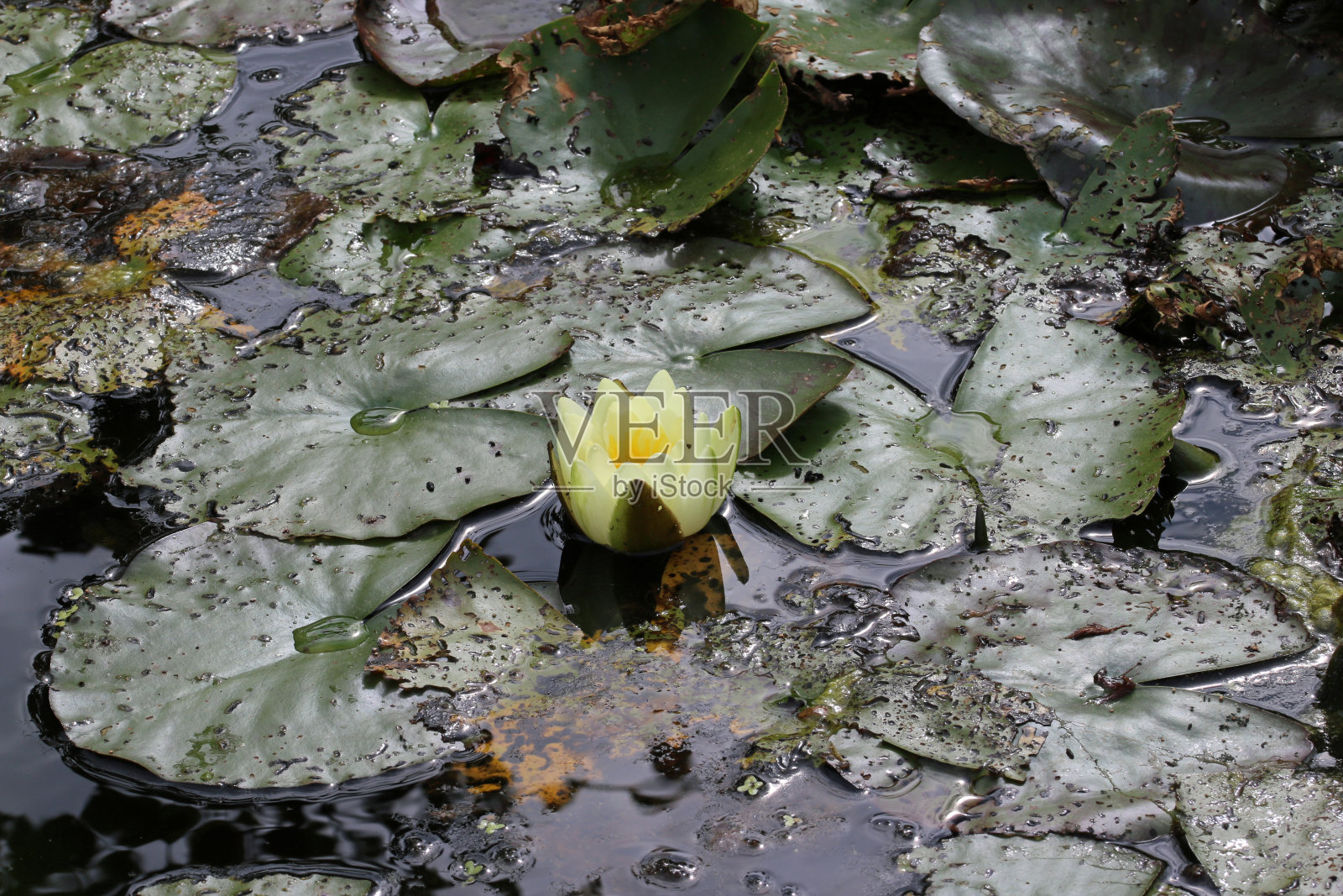 浮在水面上的淡黄色睡莲照片摄影图片