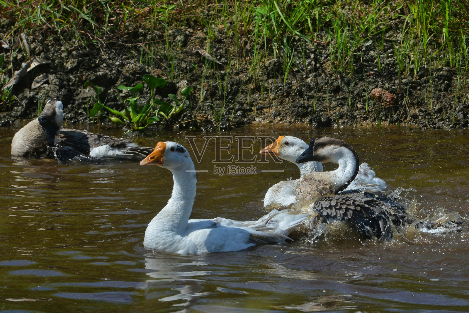 动物和户外照片摄影图片