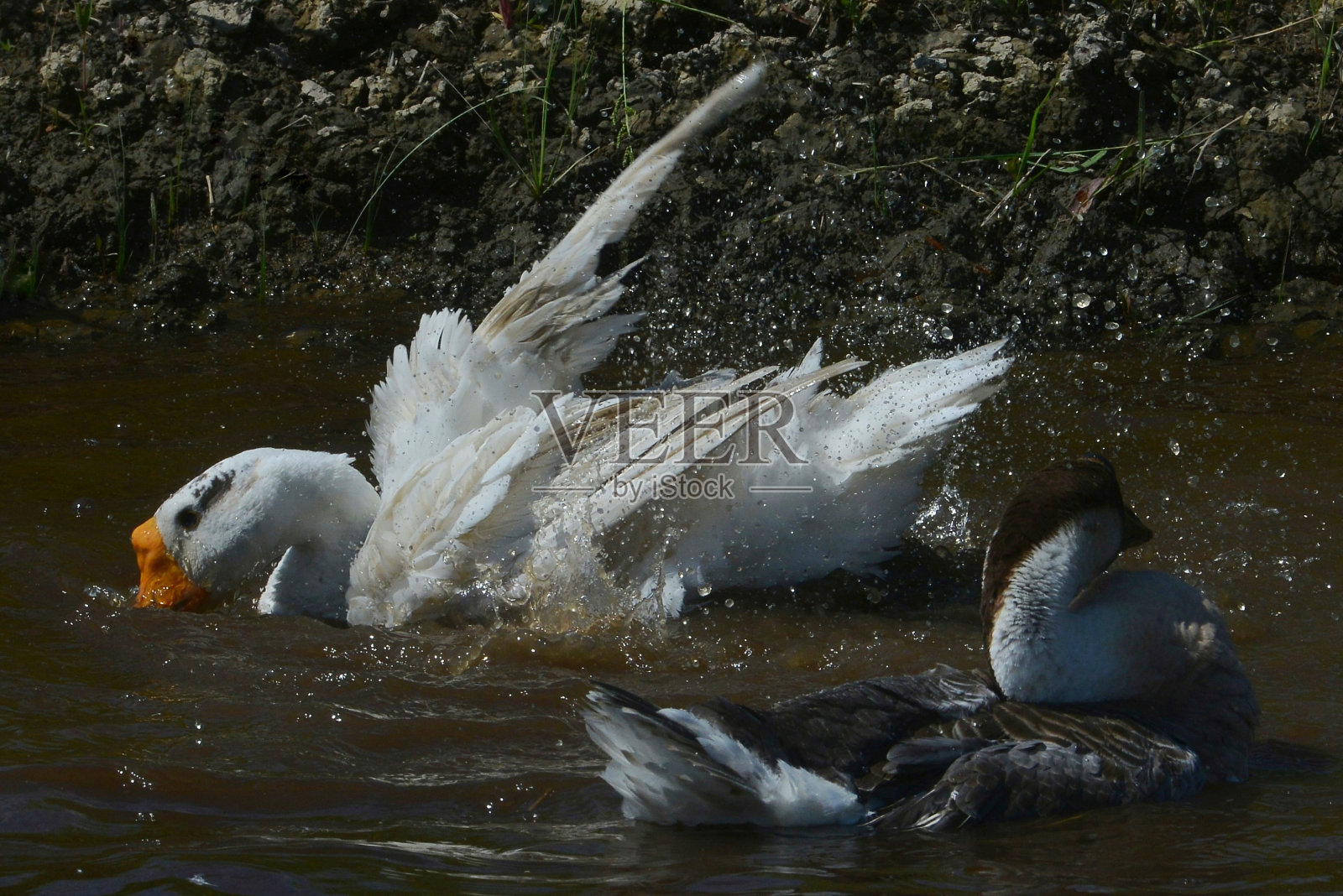 动物和户外照片摄影图片
