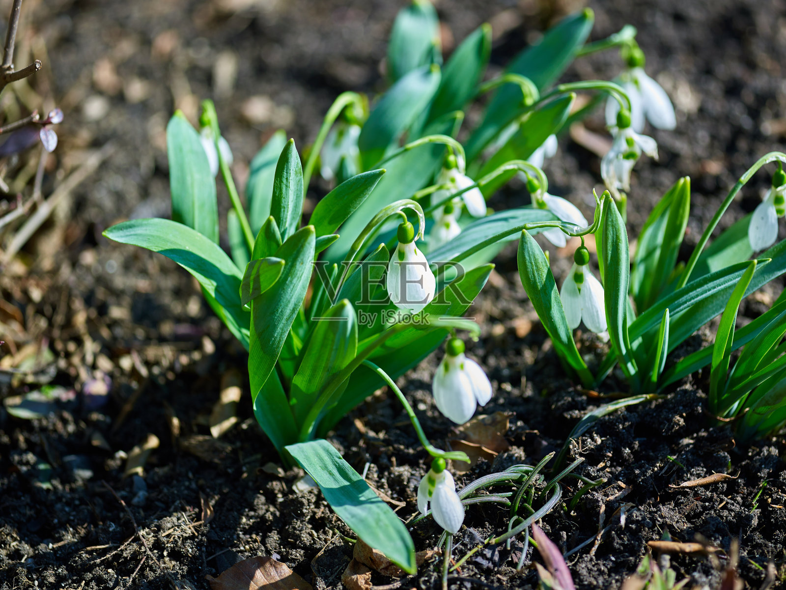 花园里的花莲或雪花莲照片摄影图片