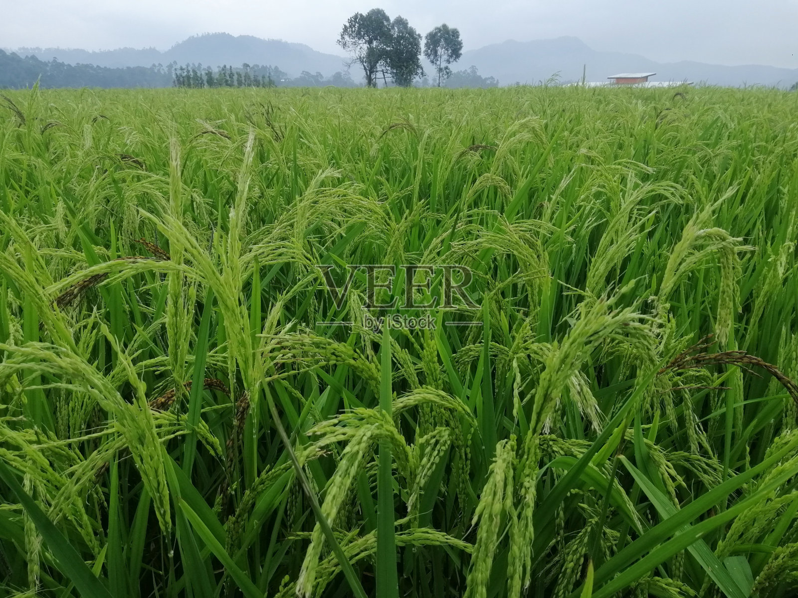 绿色的稻田里满是稻田。照片摄影图片