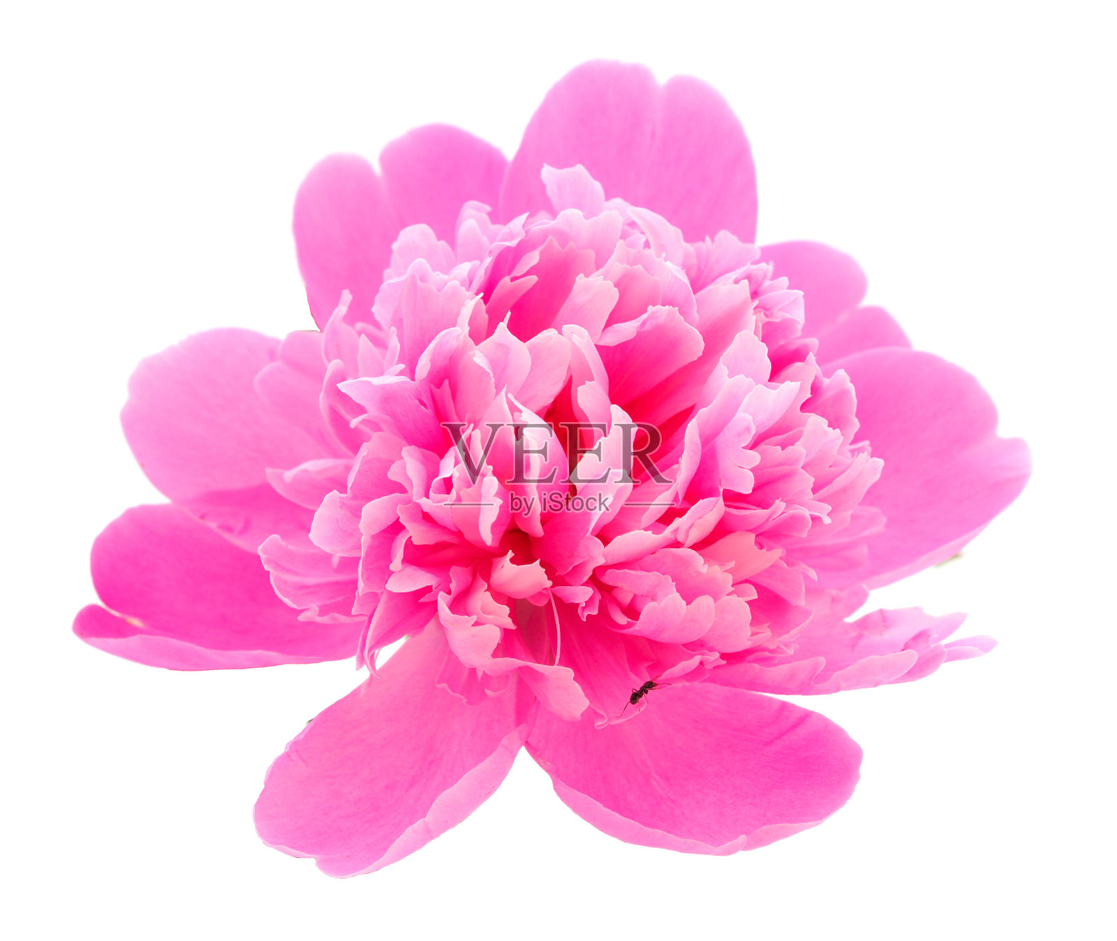 美丽的牡丹花。照片摄影图片