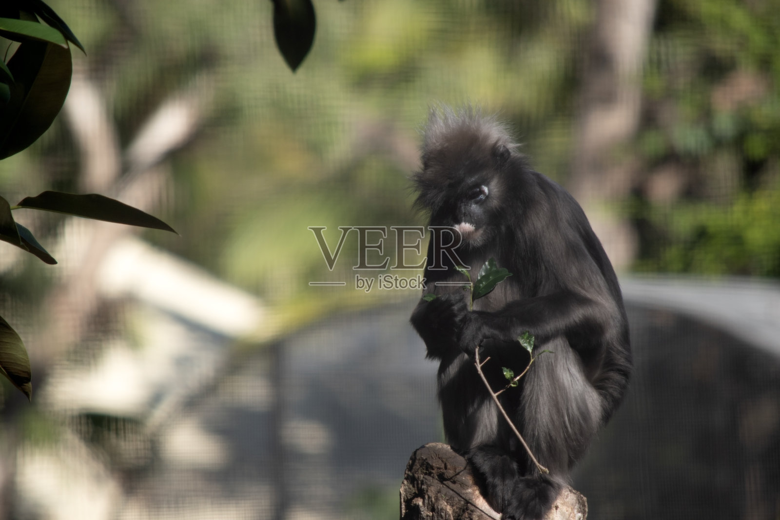 那只黑猴子正坐在树上照片摄影图片
