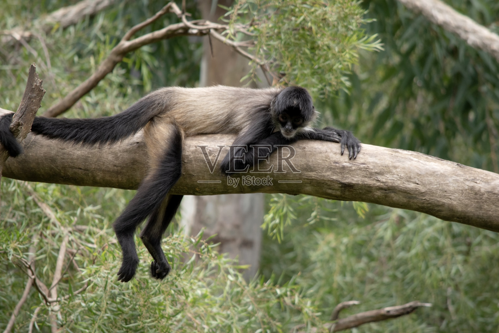 蜘蛛猴在树上休息照片摄影图片