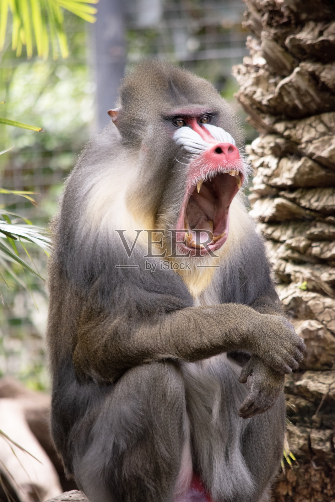 山魈露出了牙齿照片摄影图片
