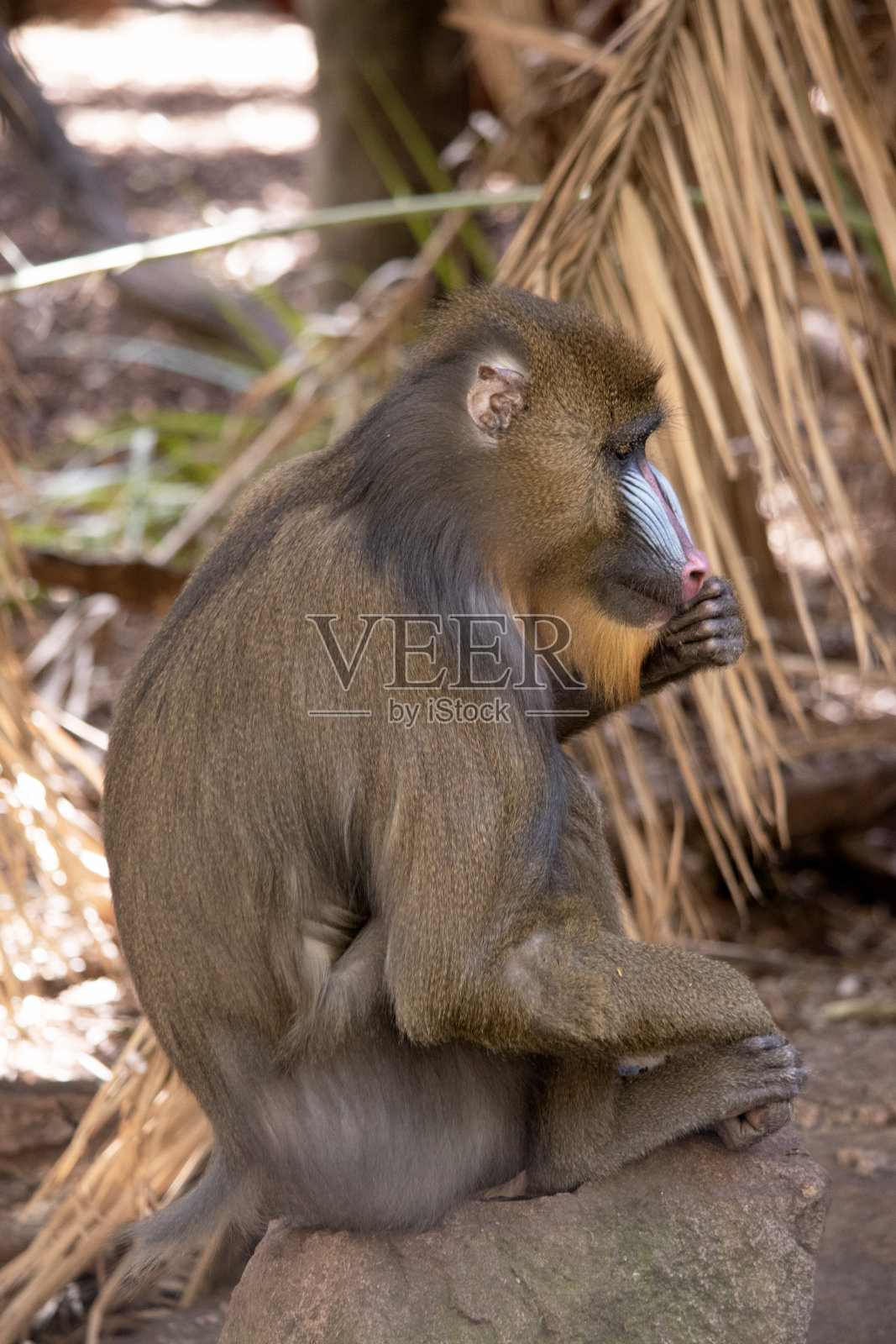 这是一只山魈的侧视图照片摄影图片