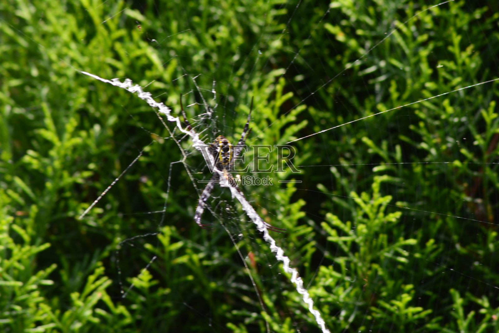蜘蛛在树上筑巢的照片照片摄影图片