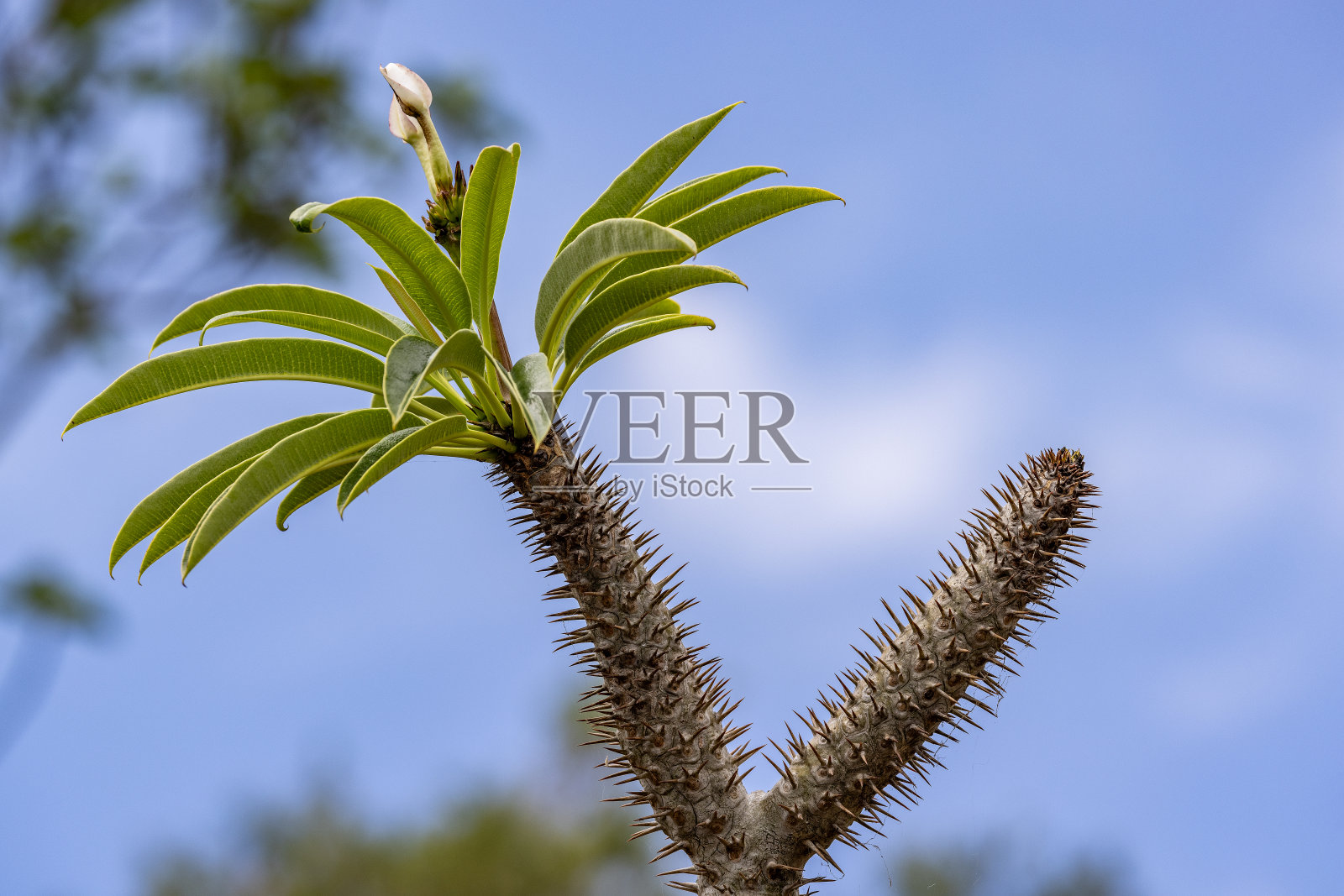 马达加斯加棕榈树照片摄影图片