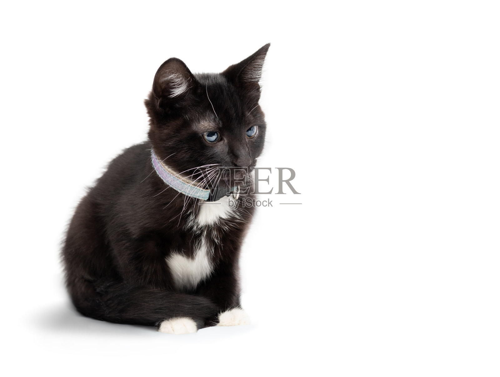 可爱的燕尾服小猫坐在那里，尾巴卷在身体周围，看着镜头。照片摄影图片